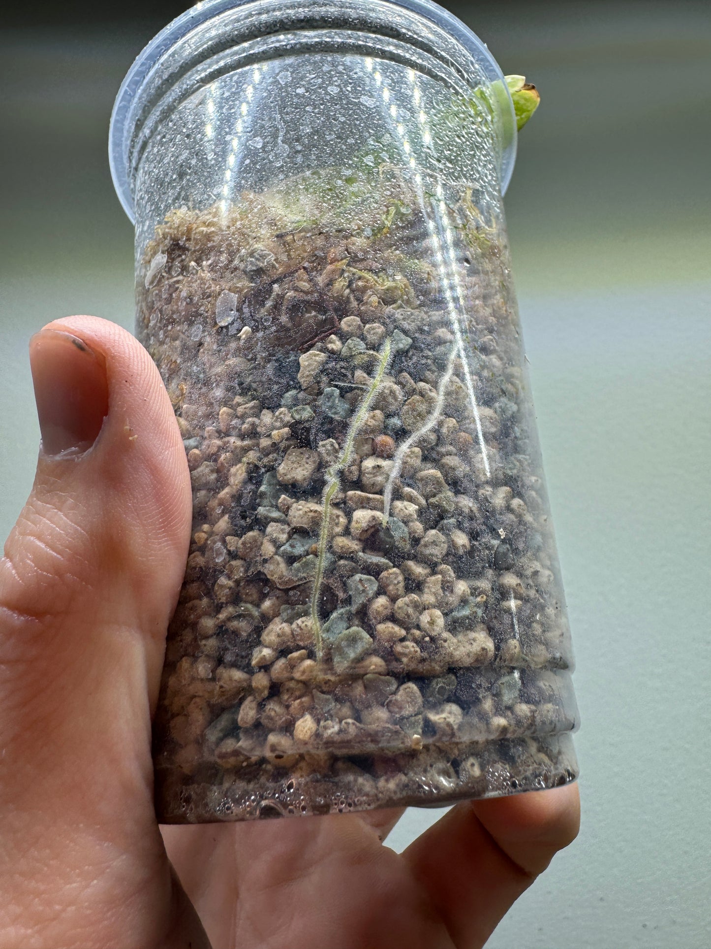 Alocasia Reginula 'Black Velvet' Albo