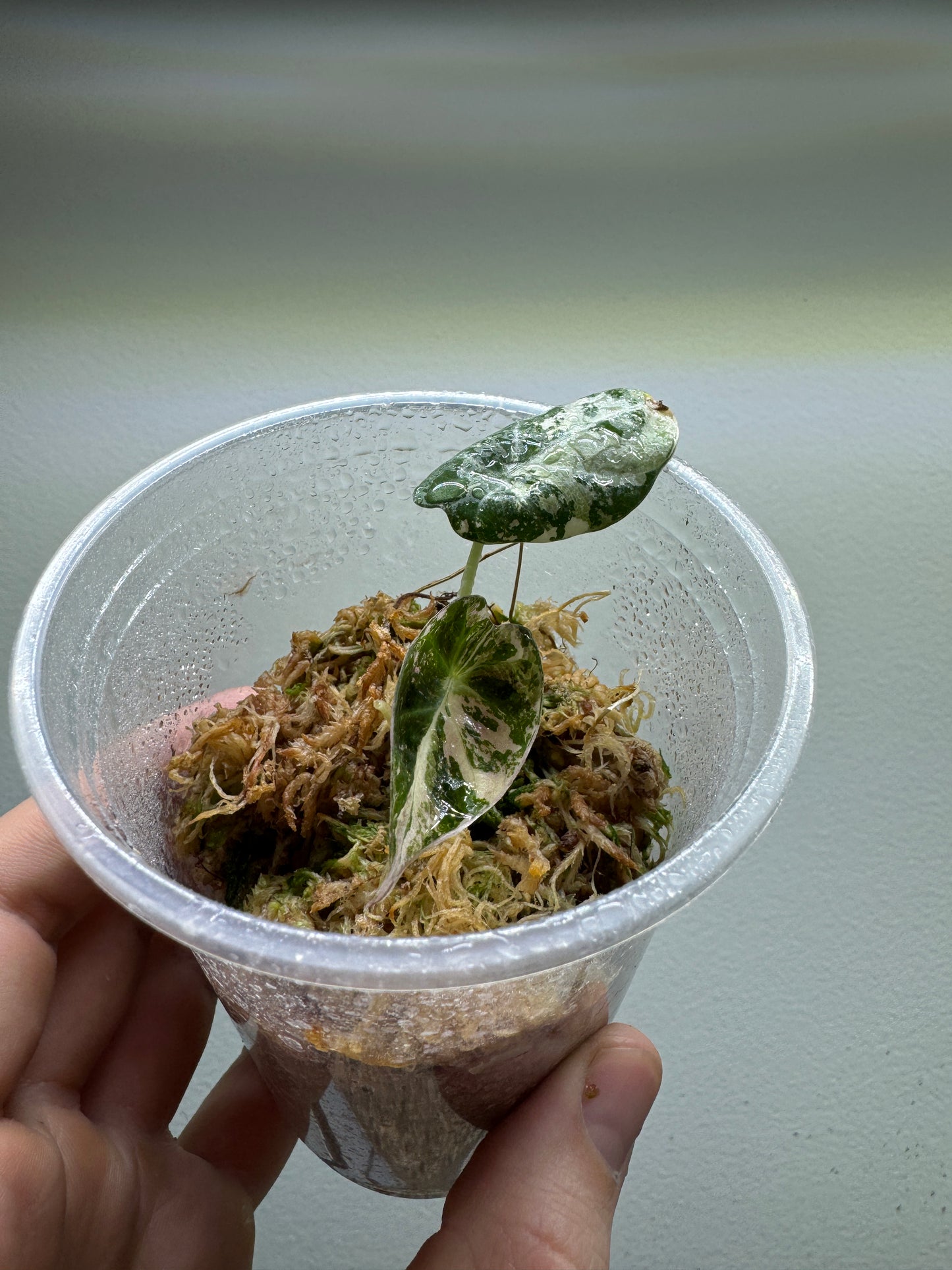 Alocasia Reginula 'Black Velvet' Albo