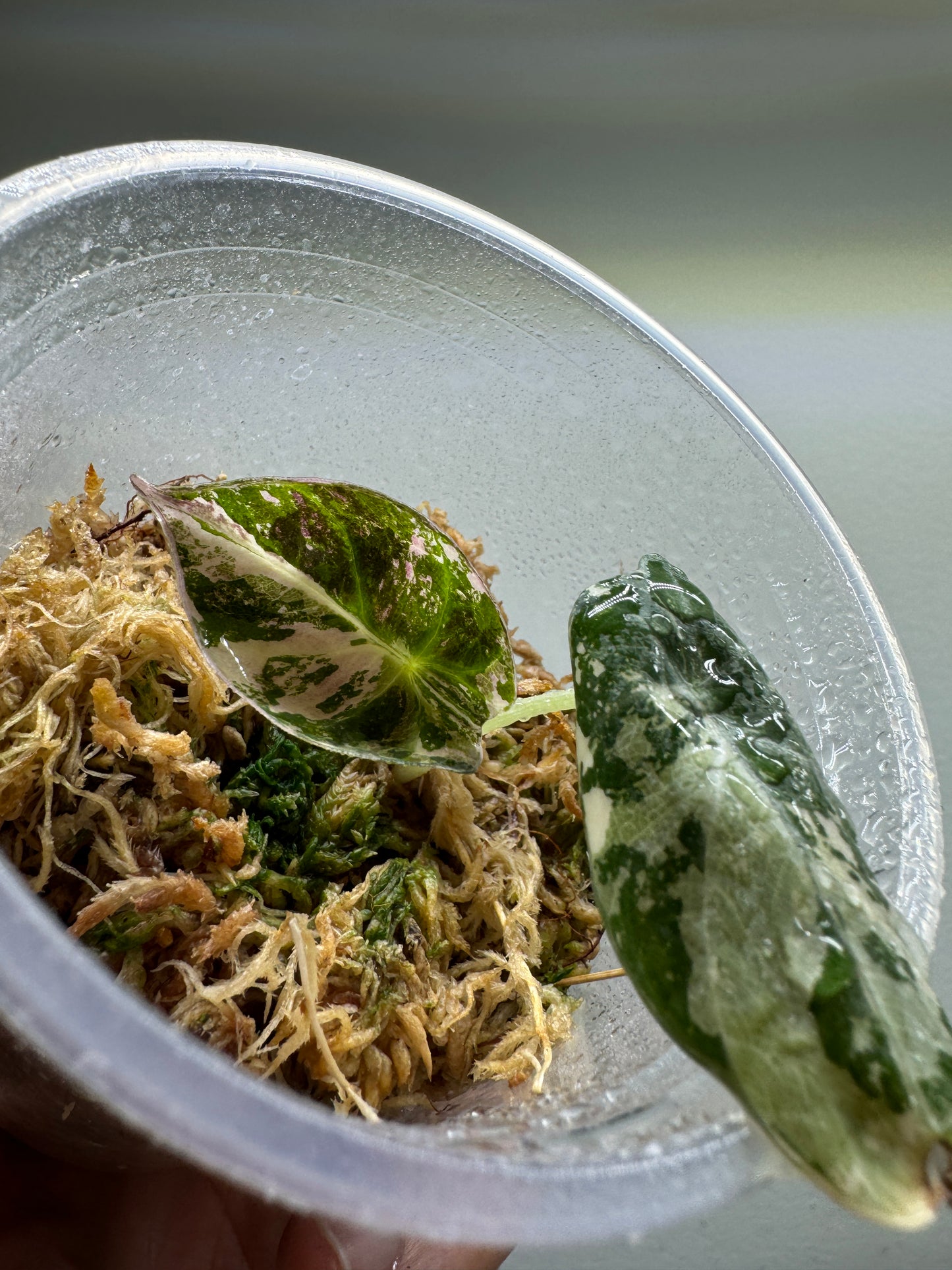 Alocasia Reginula 'Black Velvet' Albo