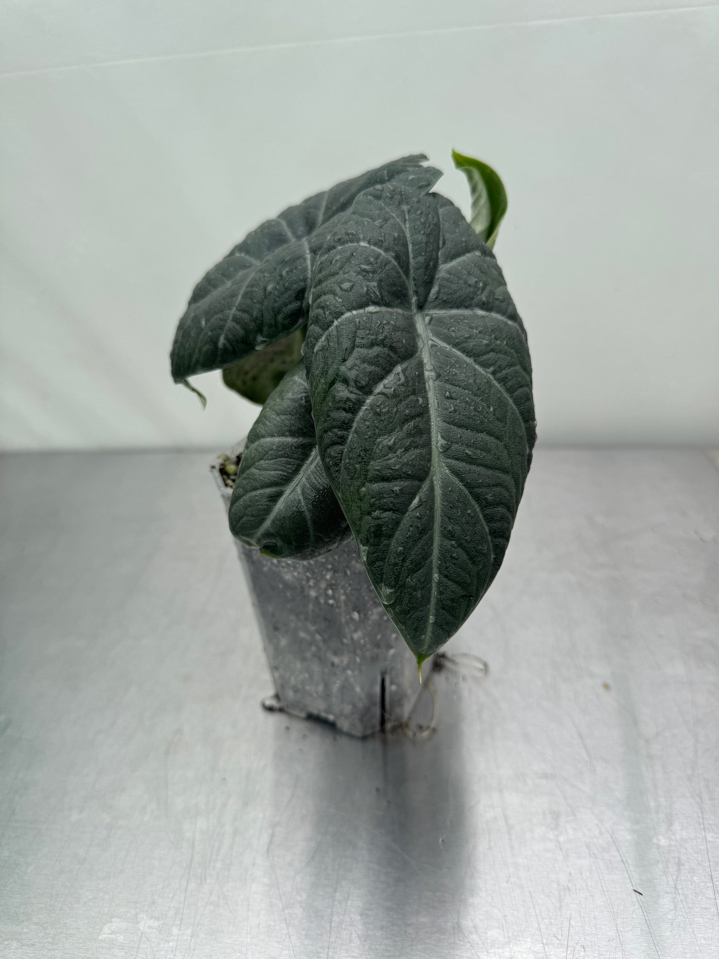 1x Alocasia Mystery Subscription
