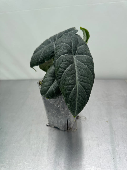 1x Alocasia Mystery Subscription