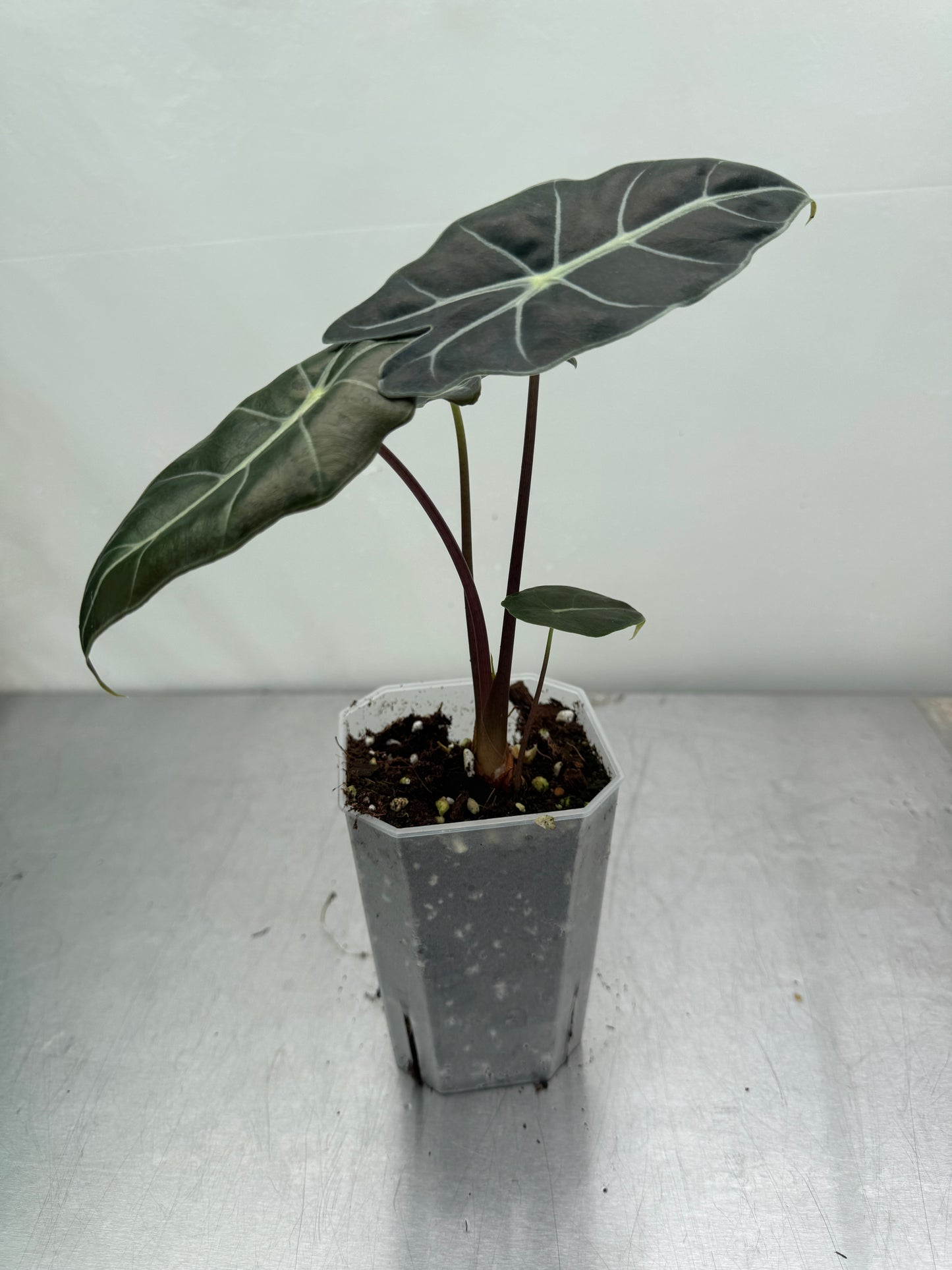 1x Alocasia Mystery Subscription