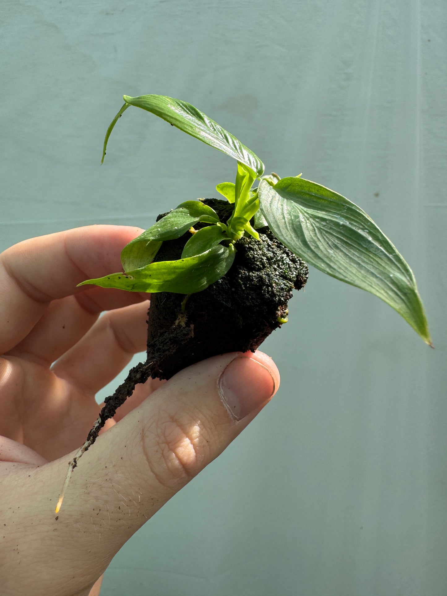 1x Unusual Mini Mystery Philodendron Subscription