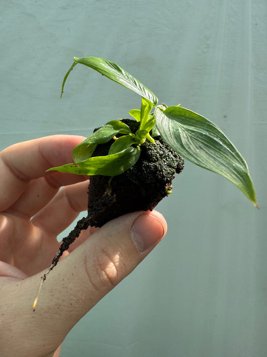 1x Unusual Mini Mystery Philodendron Subscription
