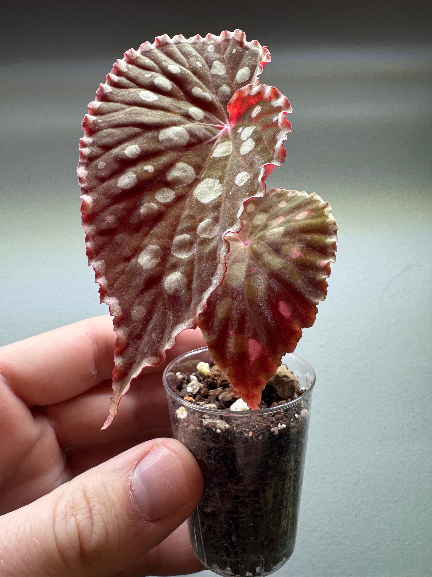 Begonia Chlorosticta with large polka-dotted leaves in a small pot. A striking addition to any indoor plant setup.