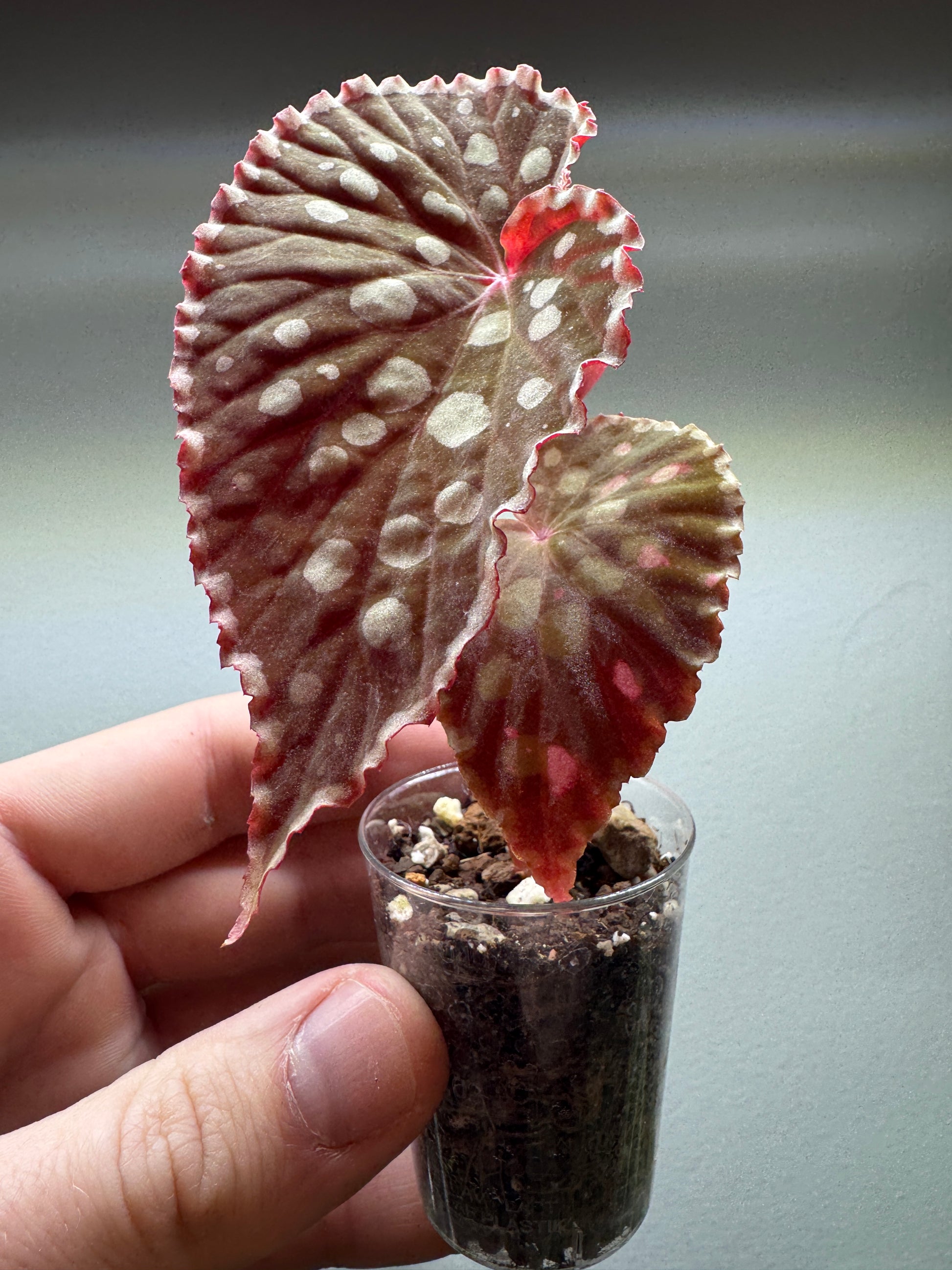 Begonia Chlorosticta with large polka-dotted leaves in a small pot. A striking addition to any indoor plant setup.