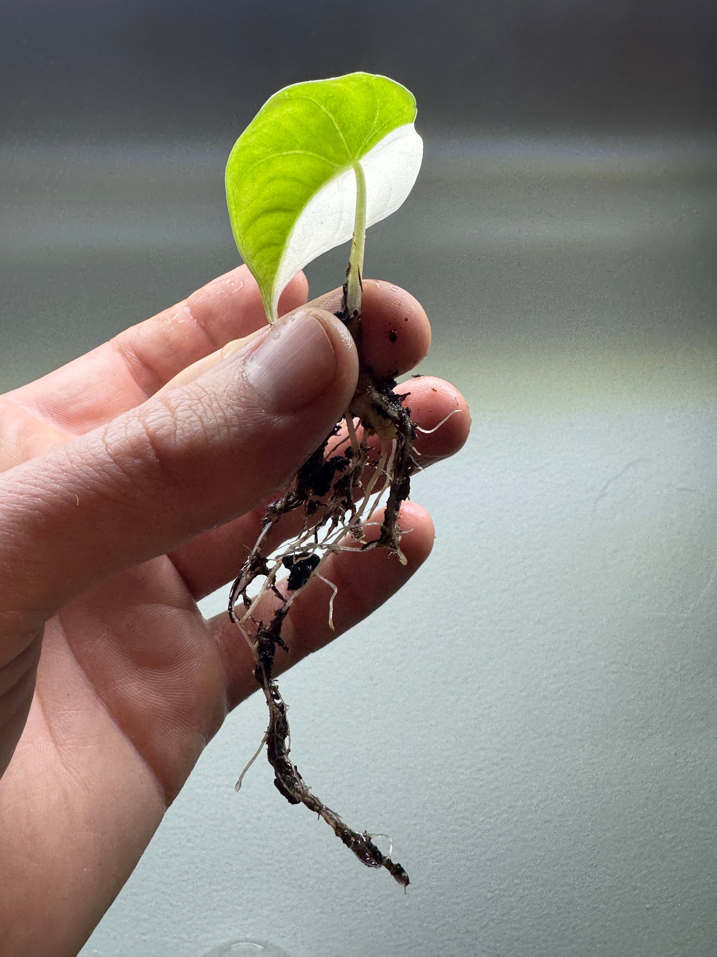 Hand holding Alocasia maharani Half Moon cutting with visible roots and variegated leaf. Great for potted houseplant propagation.