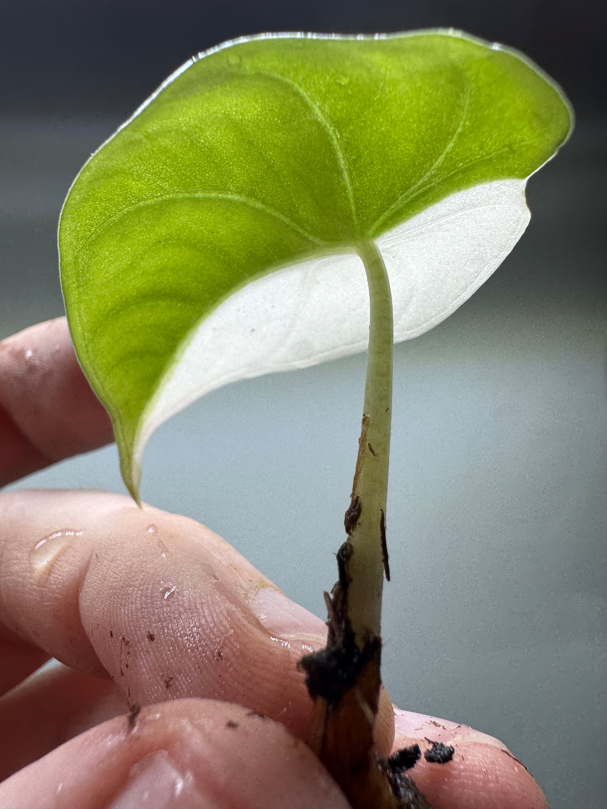 Backlit Alocasia maharani Half Moon leaf highlighting its green and white variegation. A rare jewel Alocasia for collectors.