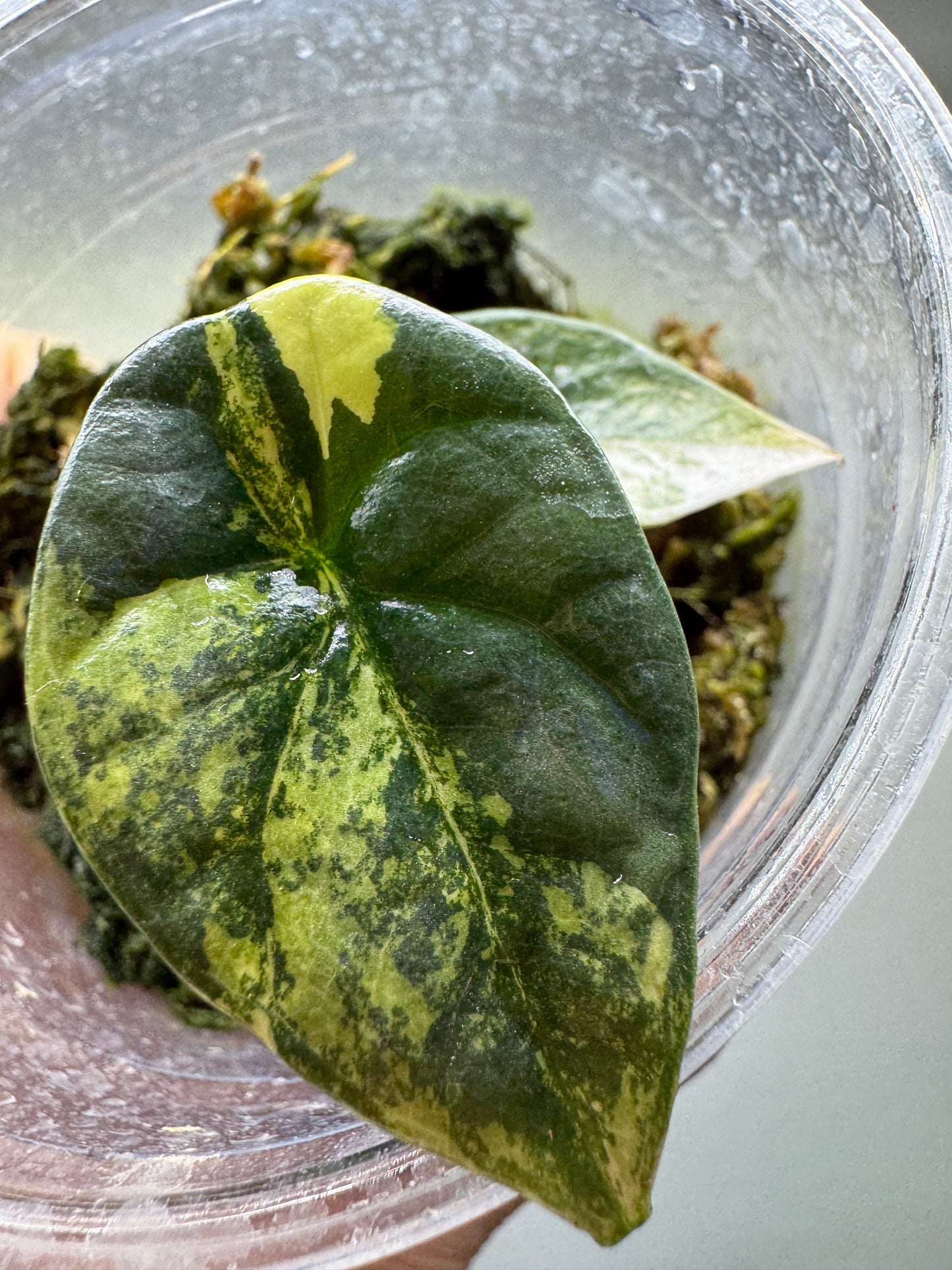 Detailed view of Alocasia sinuata 'QUILTED DREAMS' Albo Variegata leaf with quilted texture and bold white variegation in a nursery container.