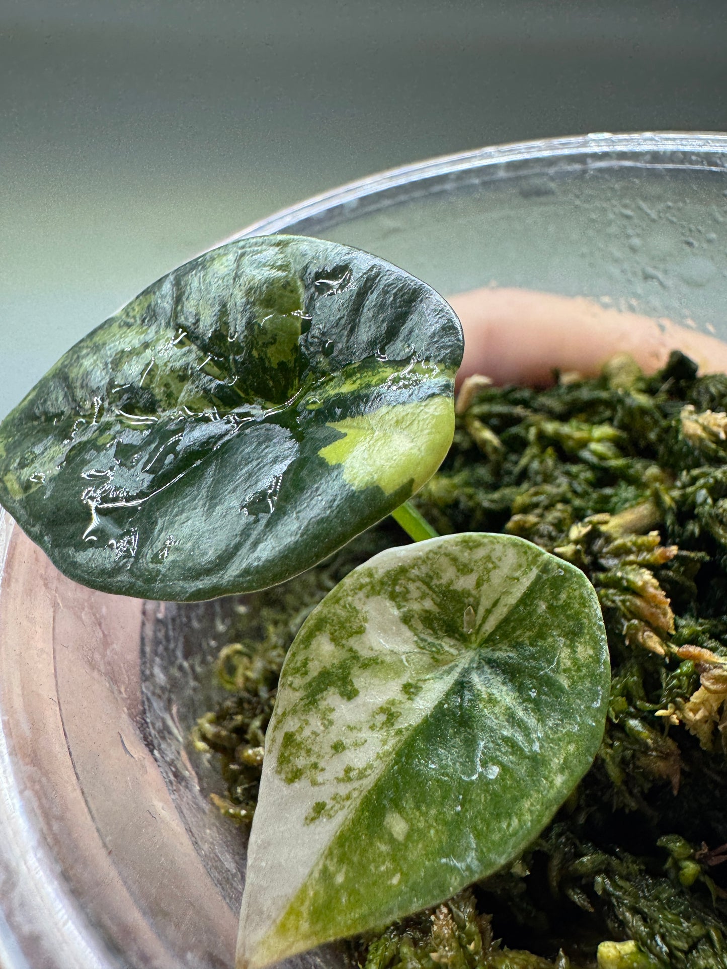 Alocasia sinuata 'QUILTED DREAMS' Albo Variegata in moss medium, highlighting the rare variegated leaf patterns and compact growth.