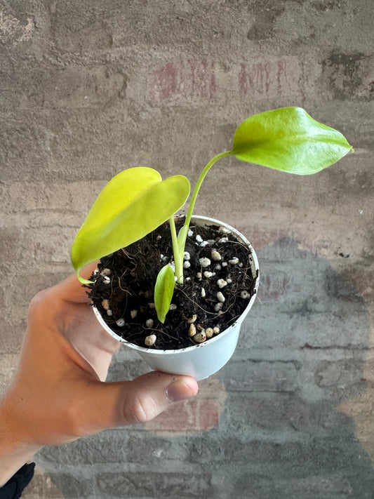 Monstera Lemon Lime
