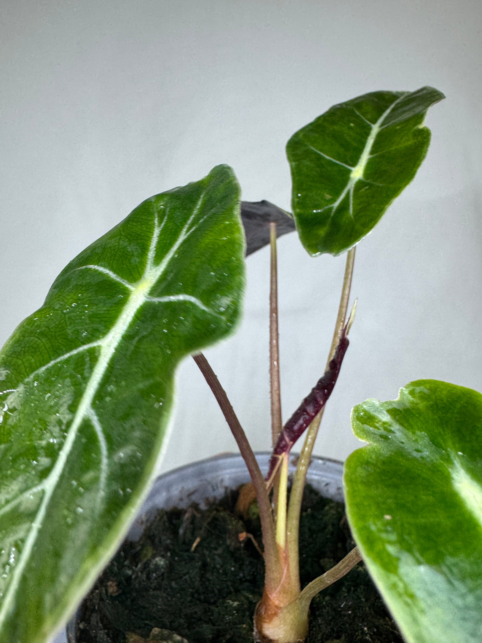 Close-up of Alocasia watsoniana a rare and exotic plant showing its striking white-veined foliage and compact growth in moist soil.