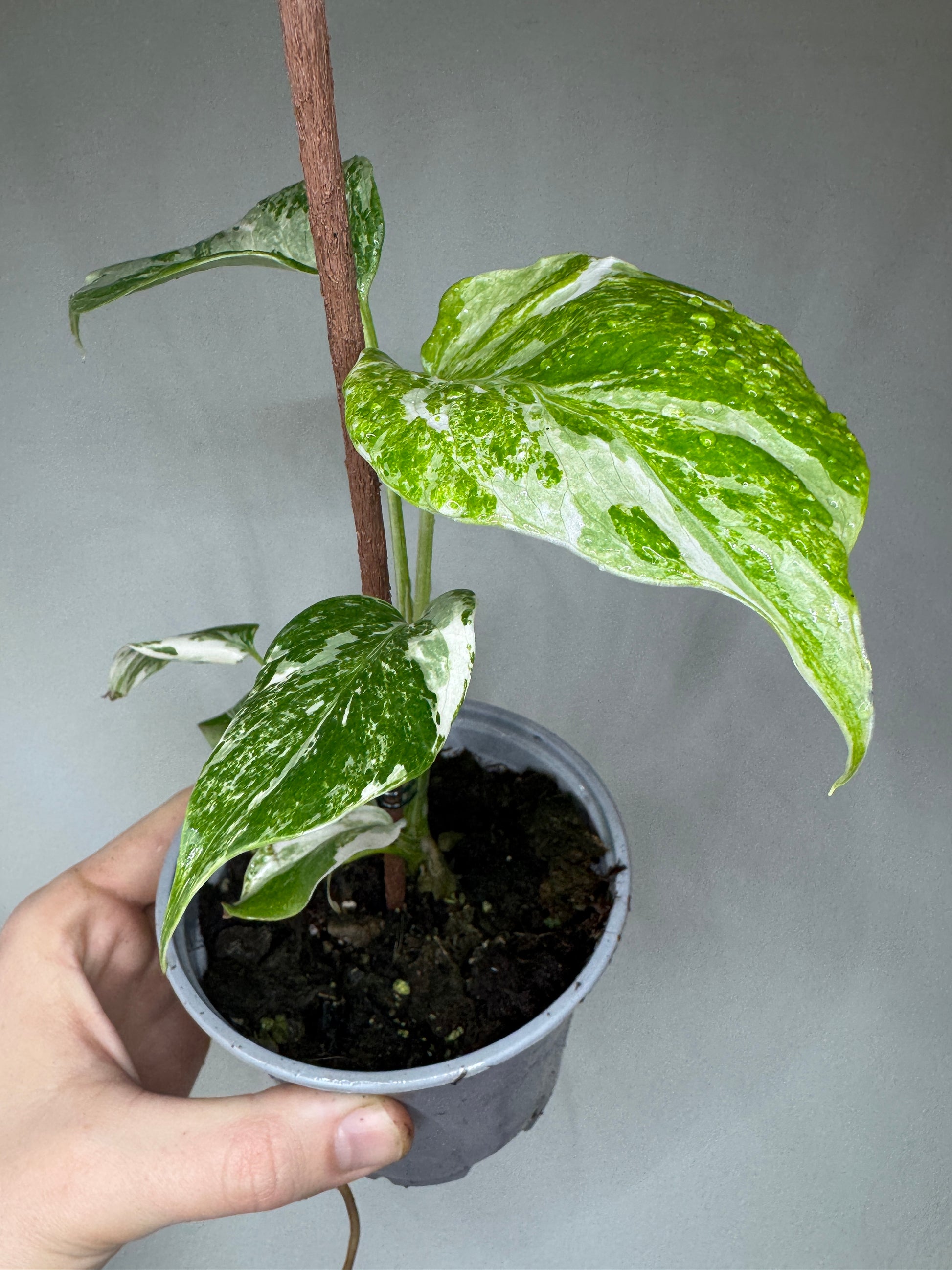 Monstera borsigiana Albo Variegata small form in a plastic pot with striking white and green variegated leaves, ideal for indoor plant decor.