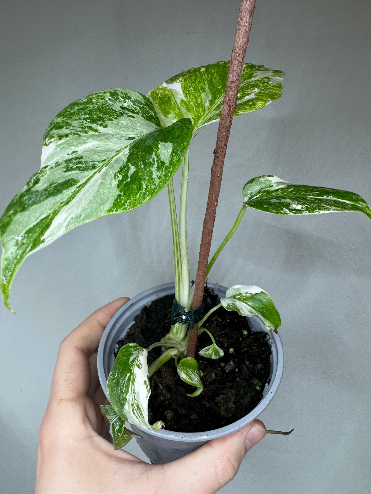 Healthy Monstera albo small form with fenestrated variegated foliage, supported by a moss pole, perfect for home and garden plant collections.