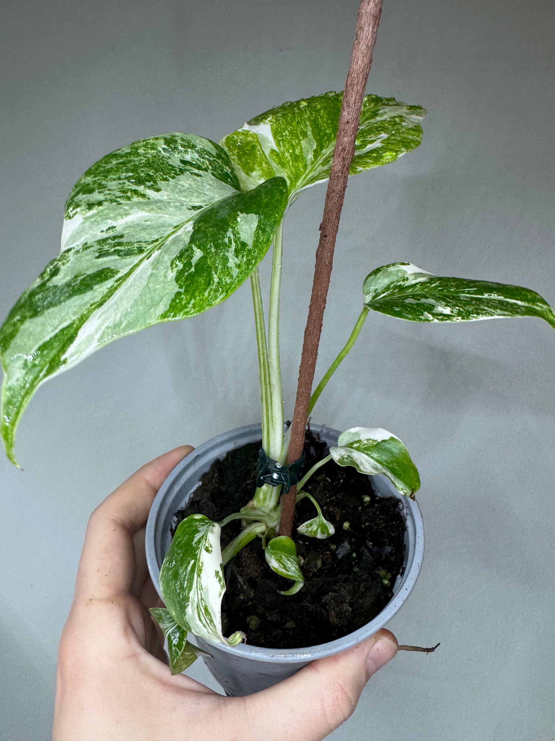 Healthy Monstera albo small form with fenestrated variegated foliage, supported by a moss pole, perfect for home and garden plant collections.