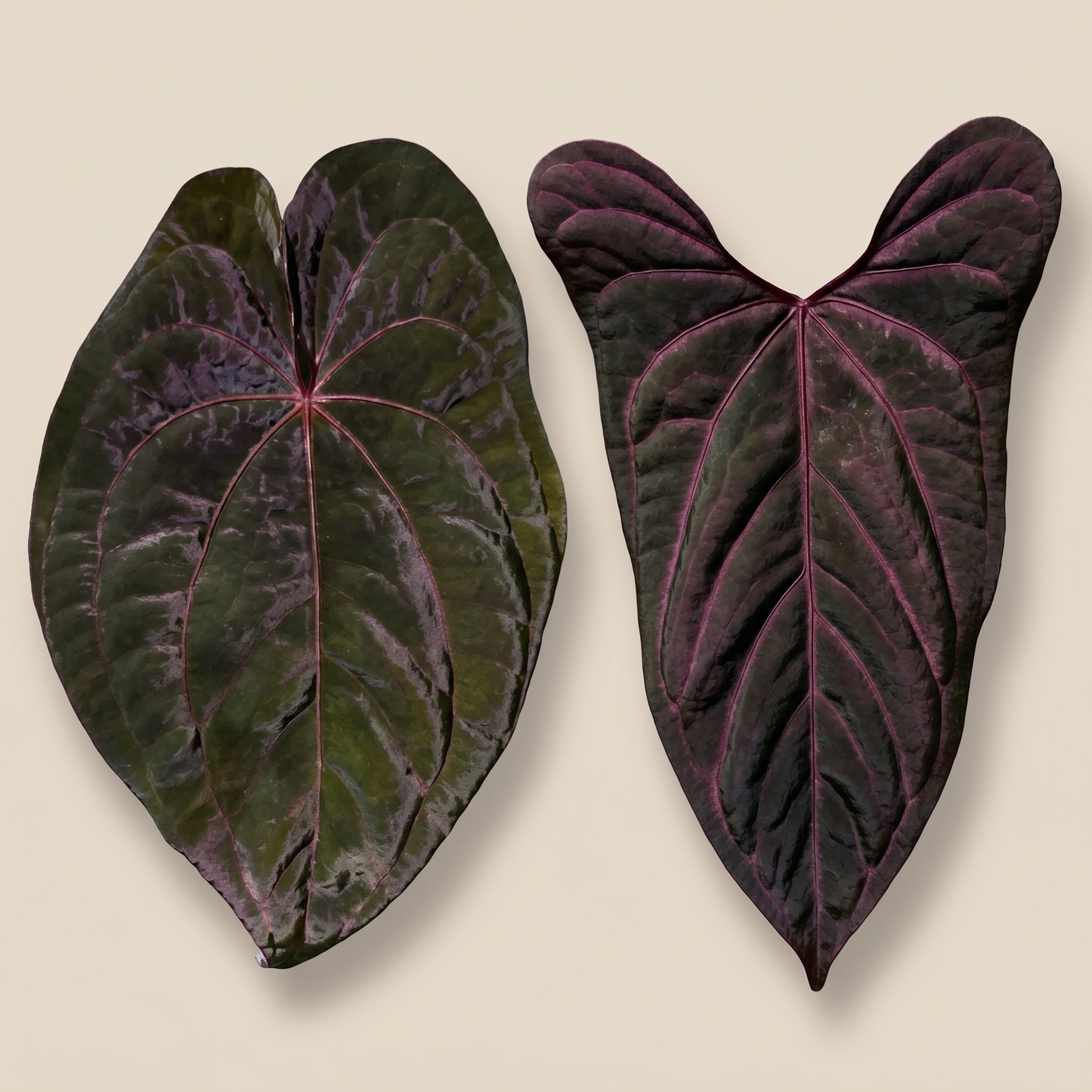 Anthurium Red Vein Dark Phoenix x Red Vein x Dark Sweetheart - Preorder