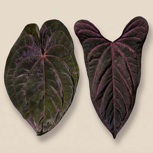 Anthurium Red Vein Dark Phoenix x Red Vein x Dark Sweetheart - Preorder