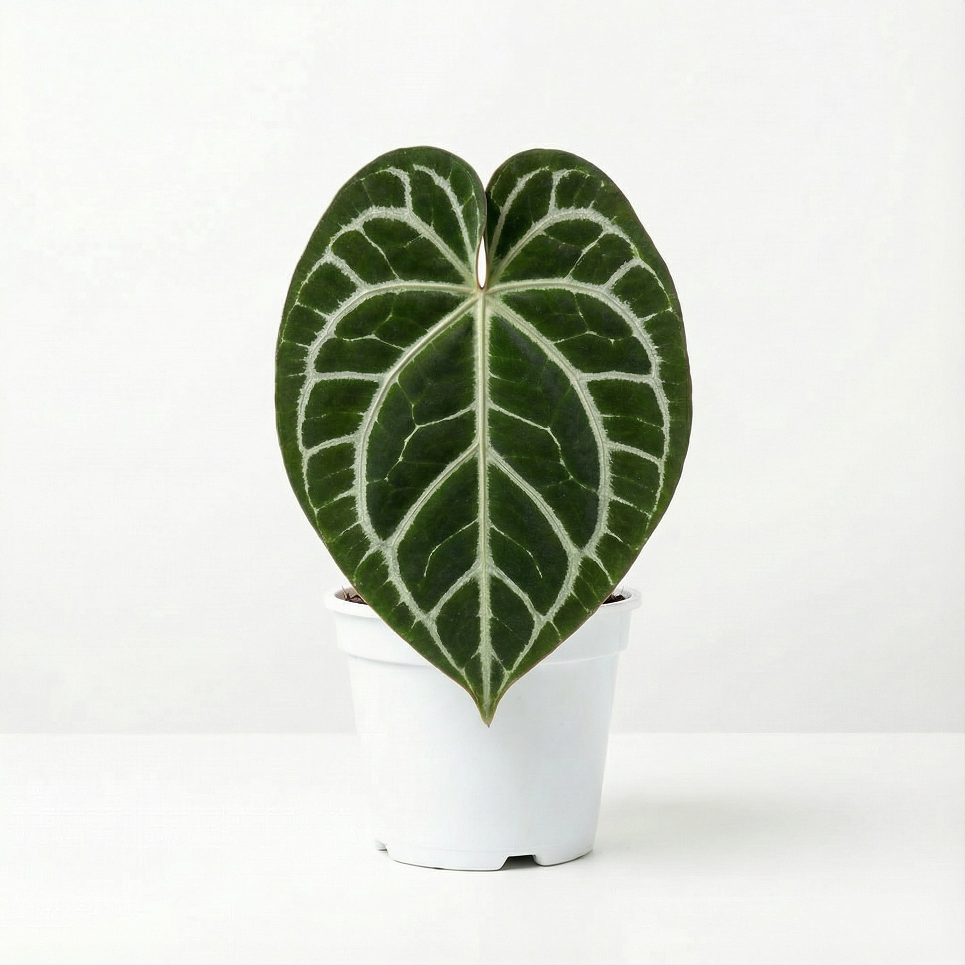 anthurium king clarinervium vs clarinervium Anthurium King of Clarinervium x Silver Tiger - Anthurium King of Clarinervium Preorder