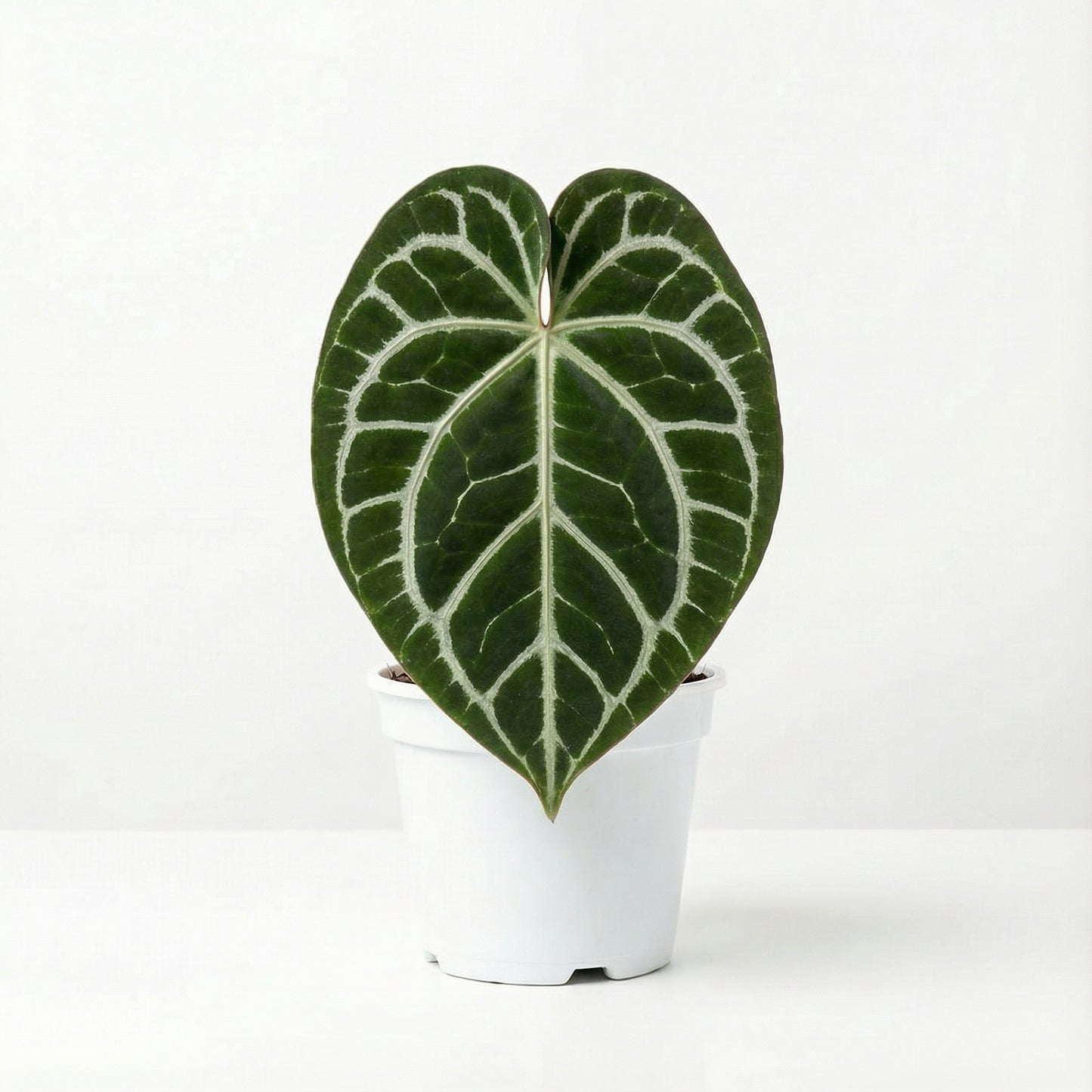 Anthurium King of Clarinervium x Silver Tiger - Preorder
