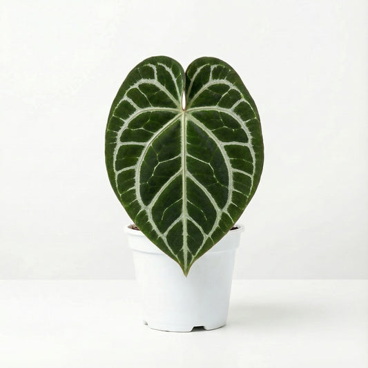 Anthurium King of Clarinervium x Silver Tiger - Preorder