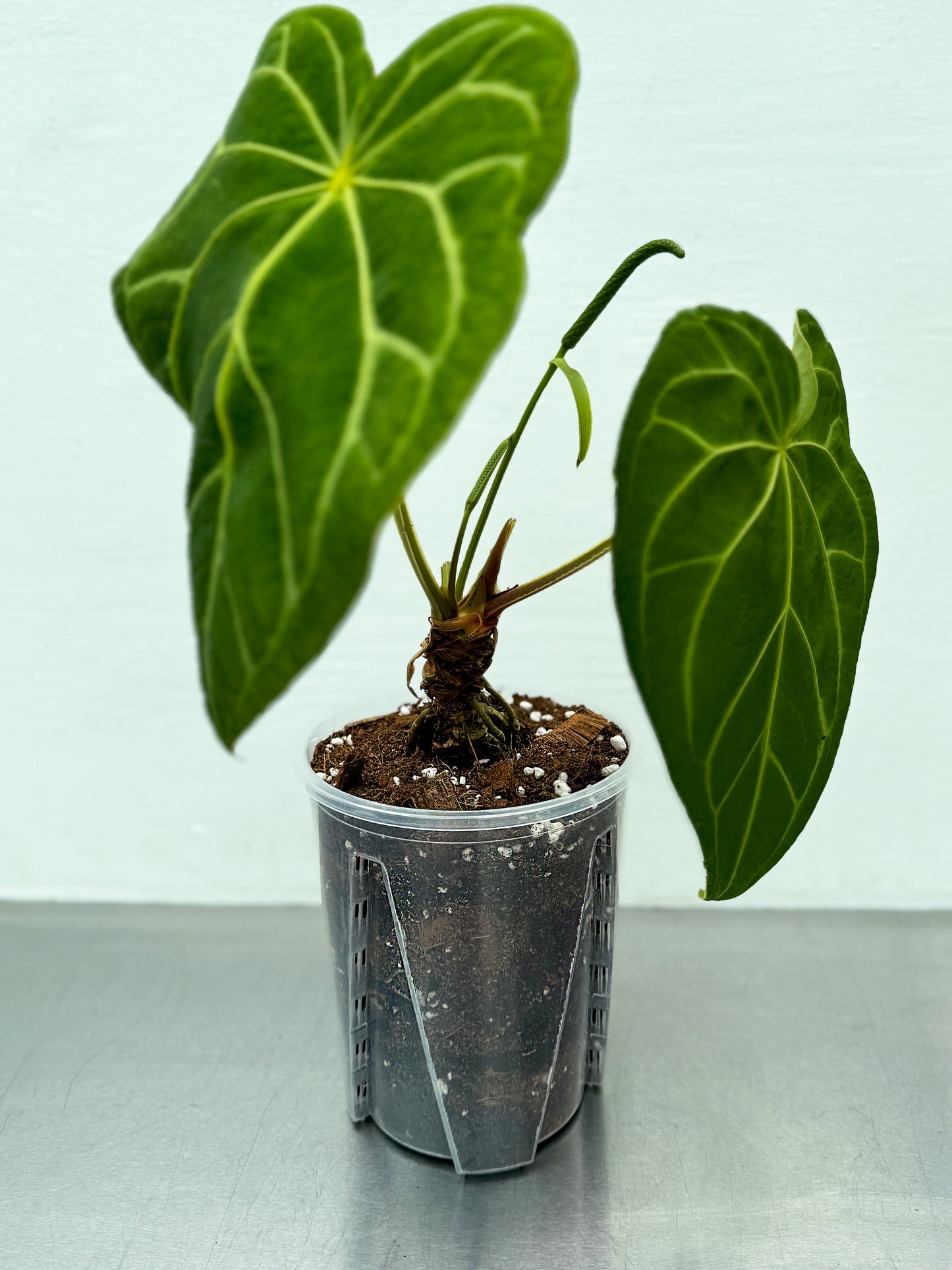 Transparent round planter