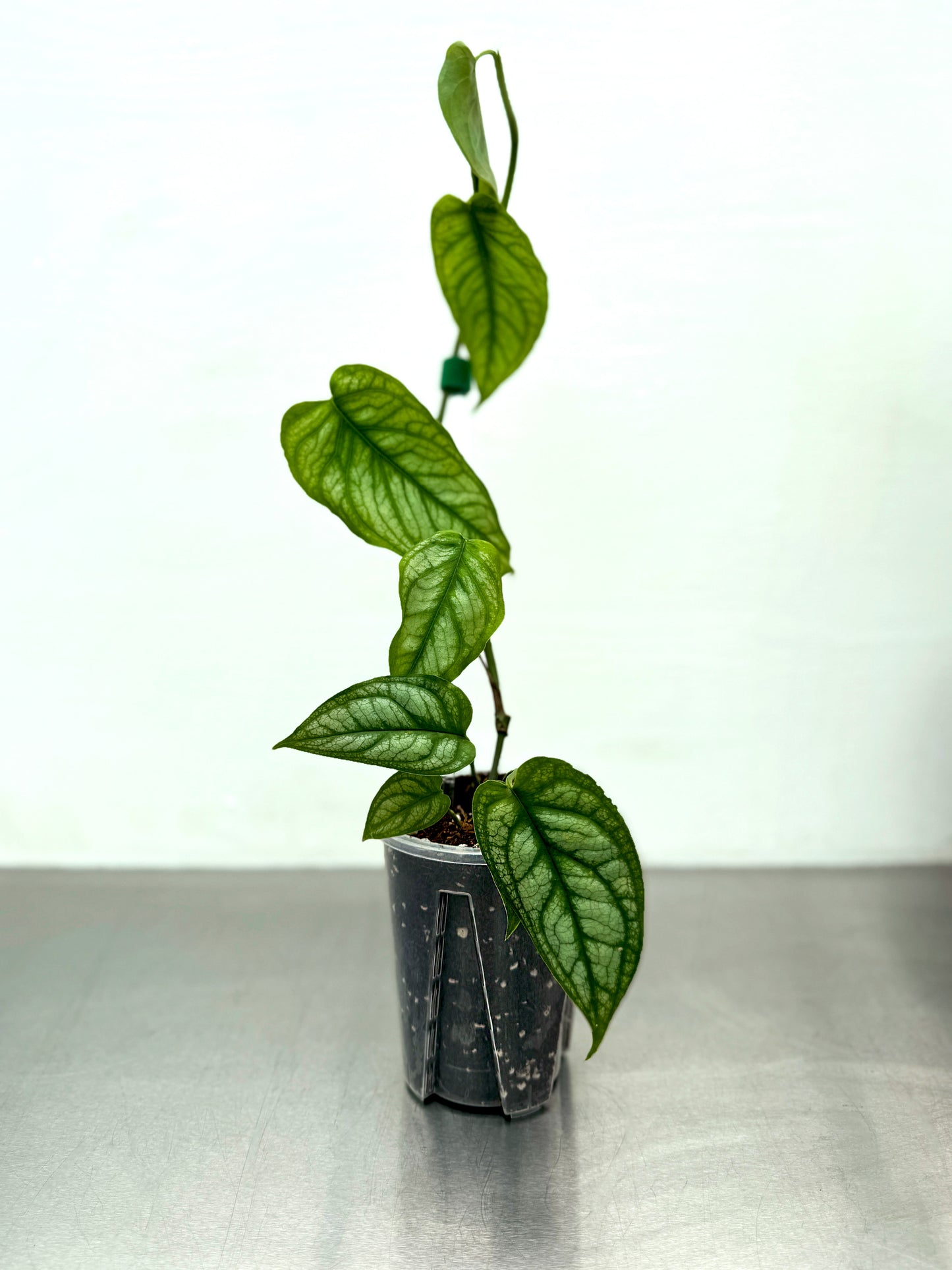 Transparent round planter