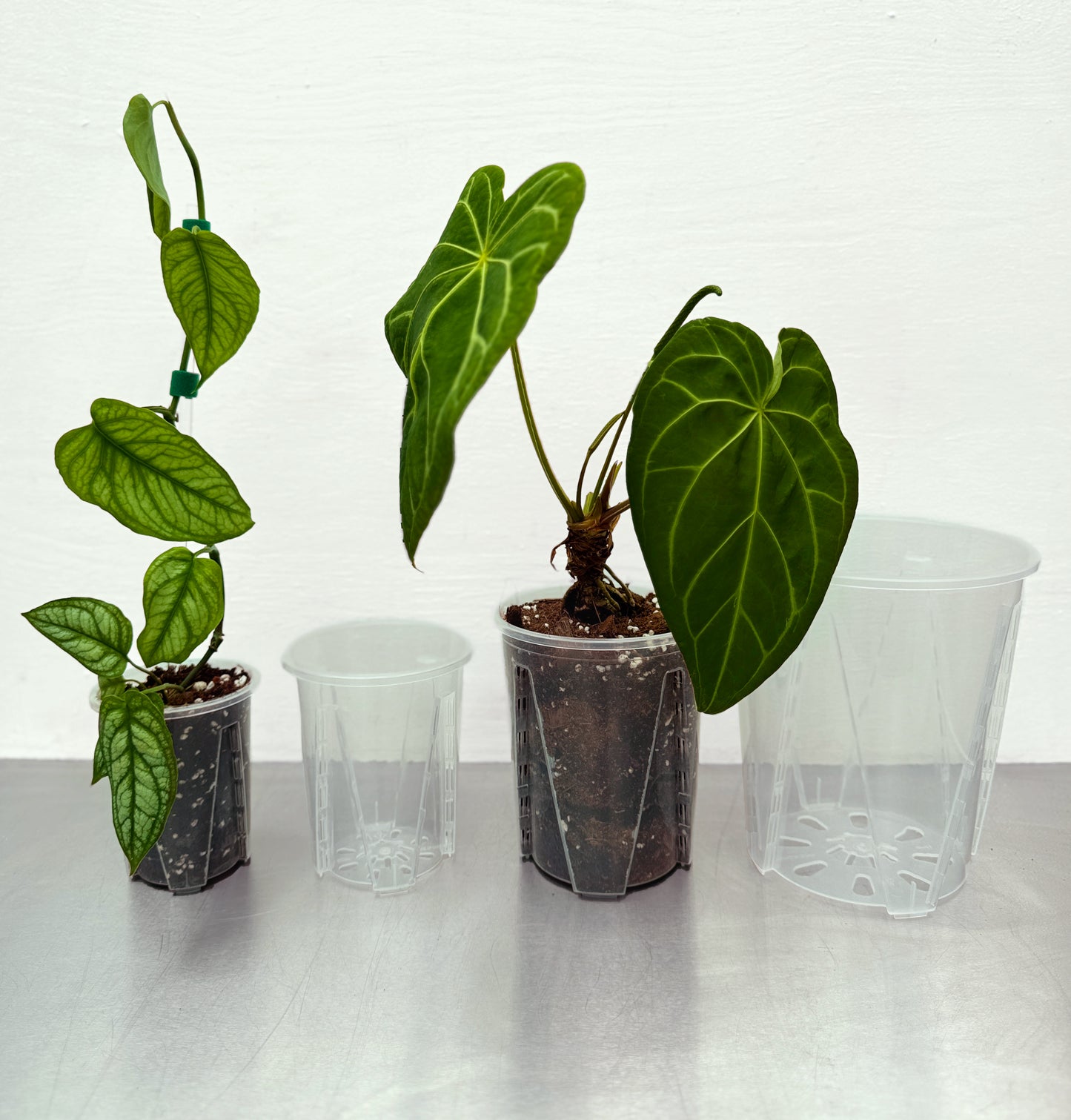 Transparent round planter