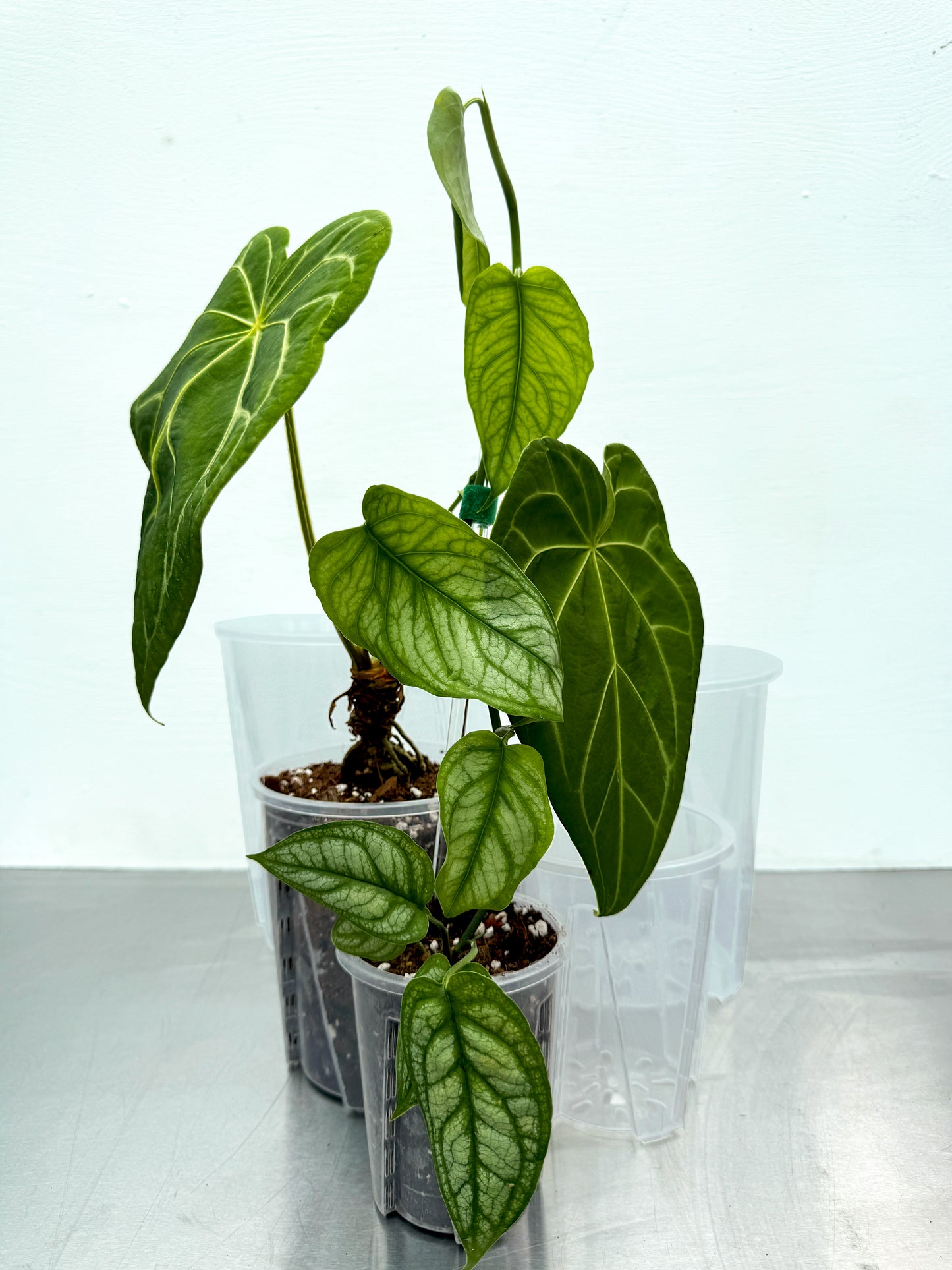 Transparent round planter