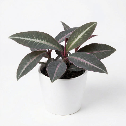 Labisia pumila Electric Pink - exotic tropical Aroid plant