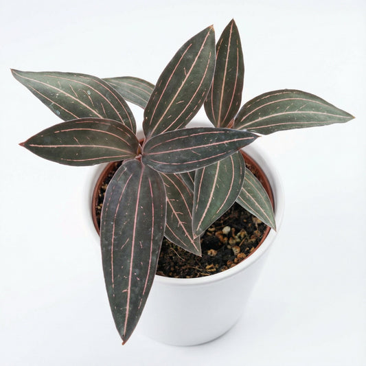 Ludisia Red Vein