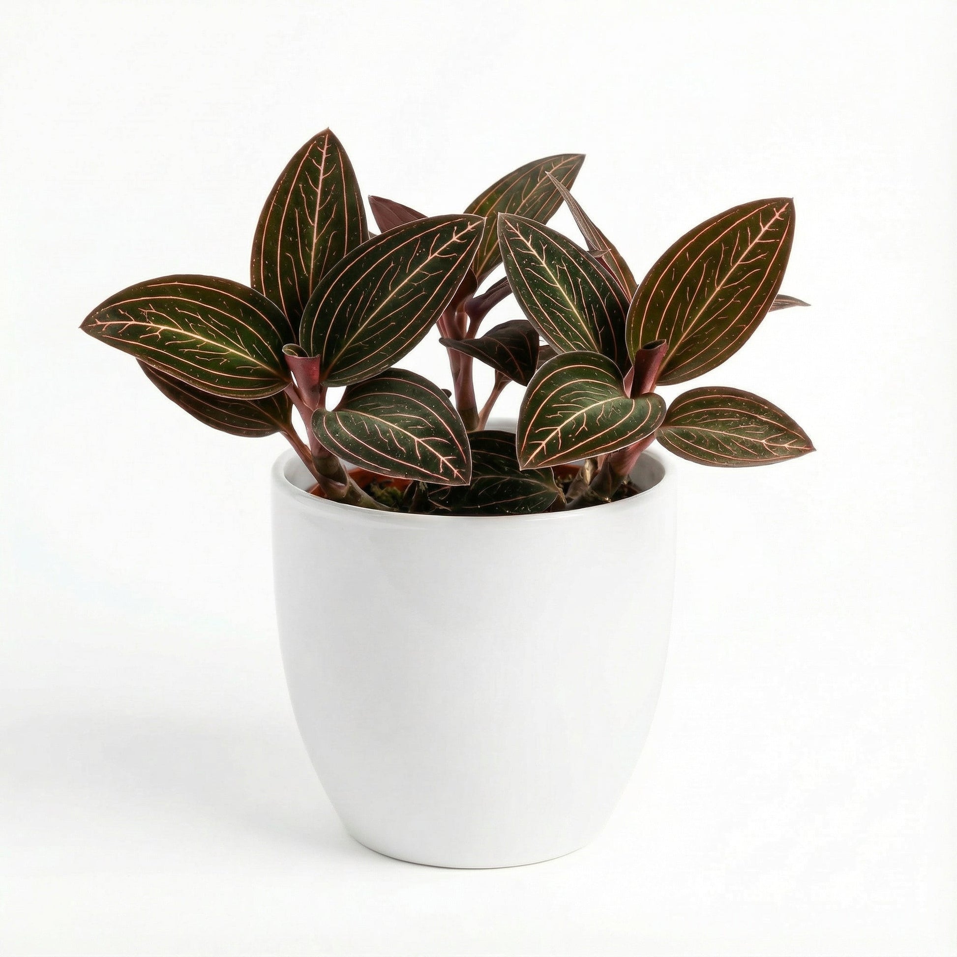 Ludisia Spiderman x Discolor