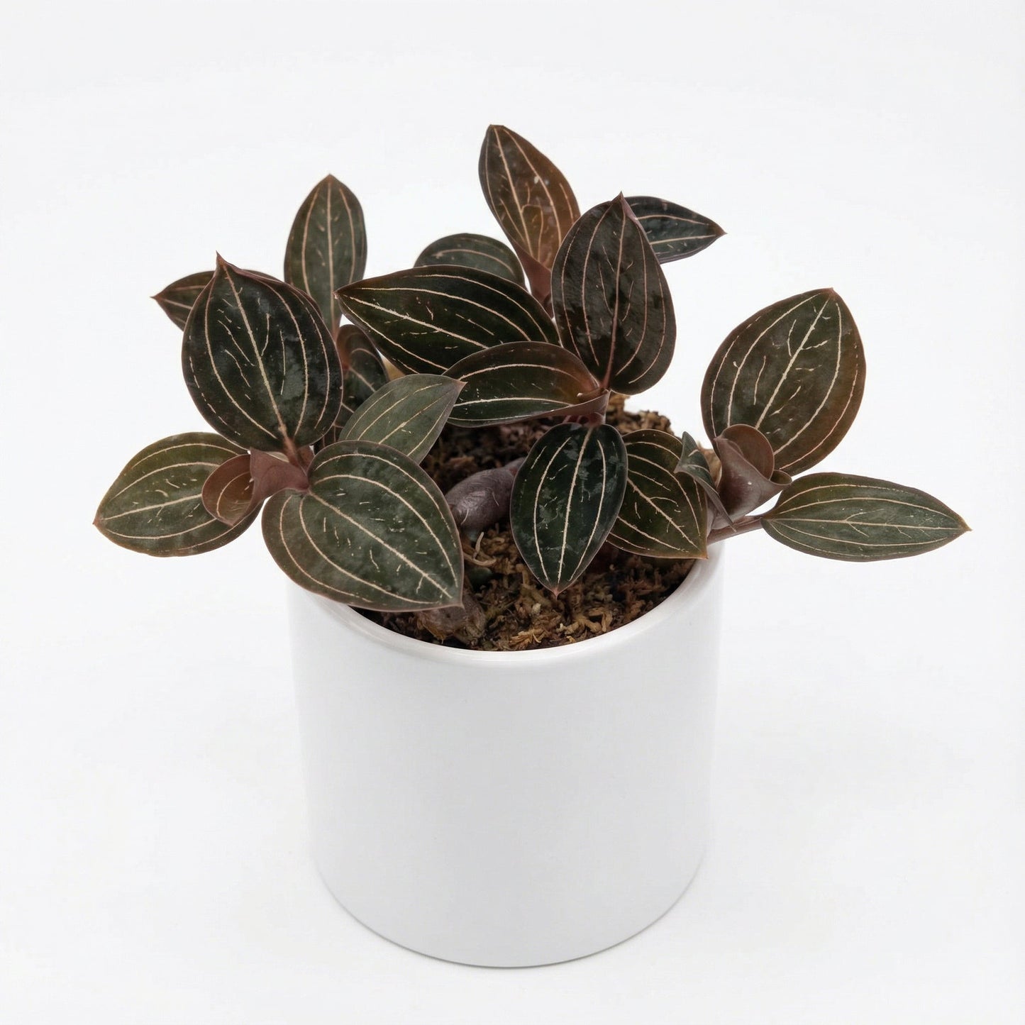 Ludisia Discolor Jewelyana