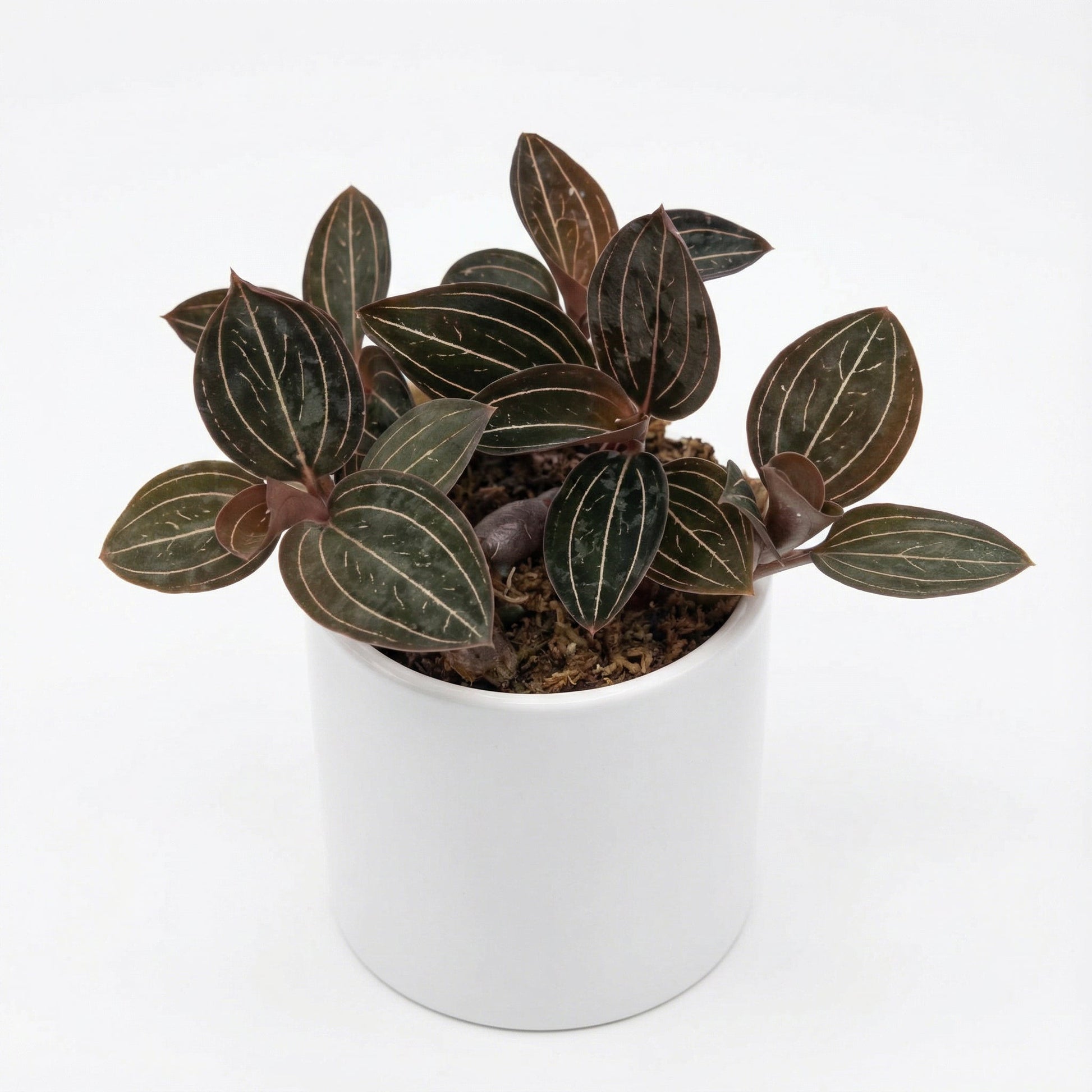 Ludisia Discolor Jewelyana