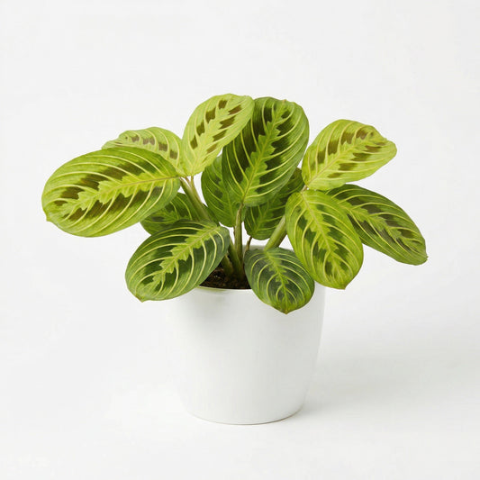 Maranta Fantasy Light Veins - exotic tropical Aroid plant