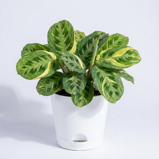 Variegated Maranta leuconeura - exotic tropical Aroid plant