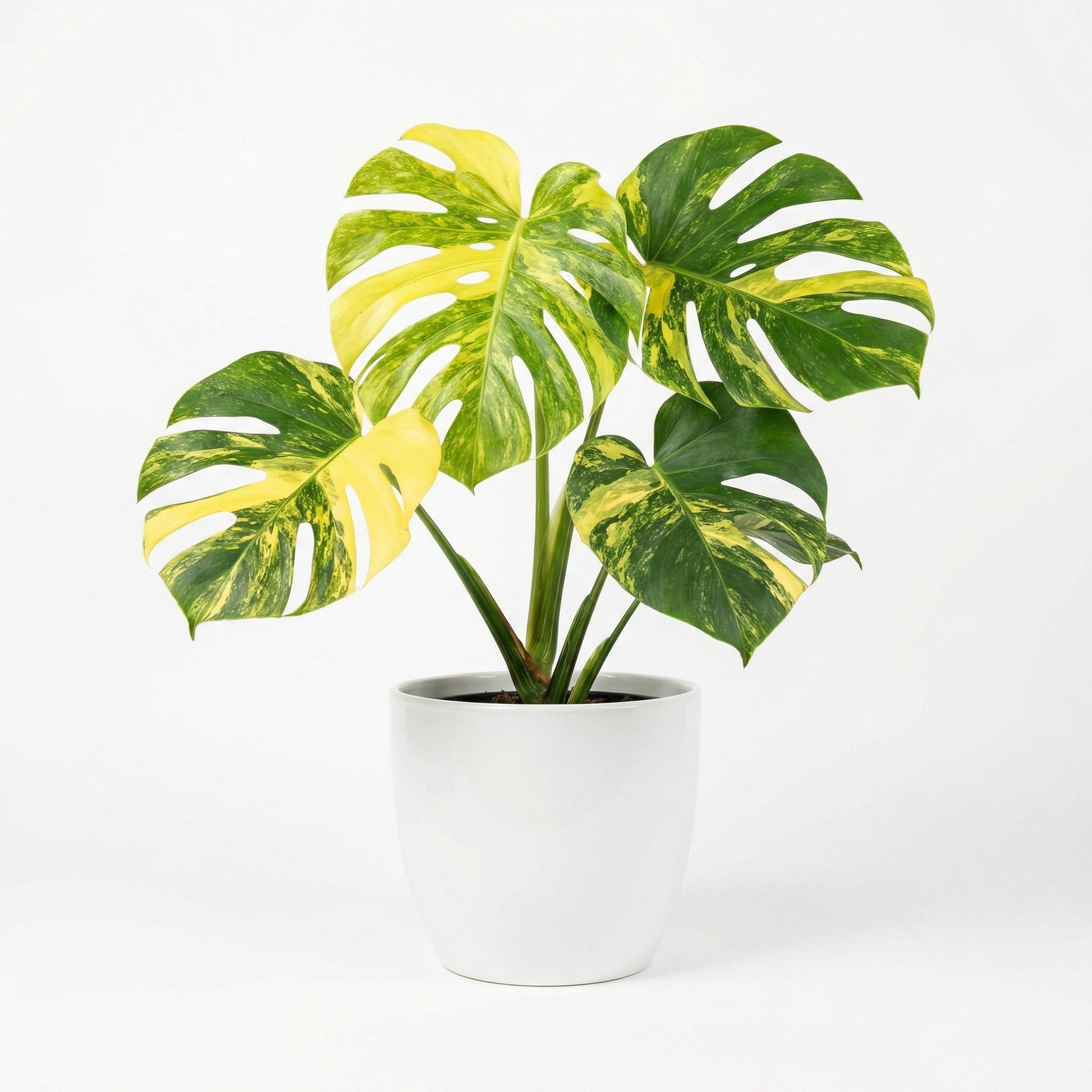 Monstera Yellow Marilyn Variegata indoor plant