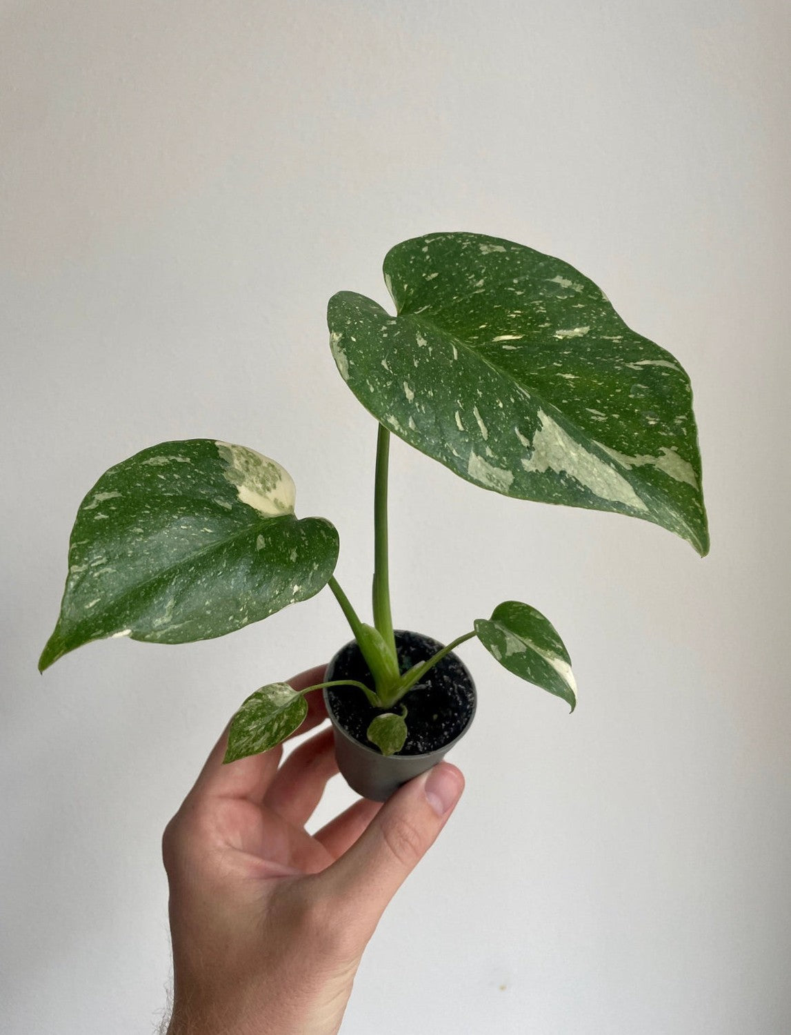 Monstera deliciosa ’Thai Constellation’