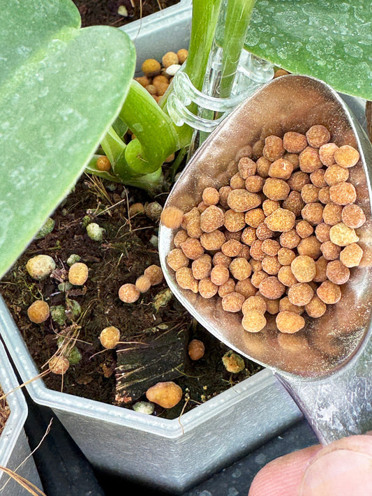 Multicote, 6 Month Release Fertilizer