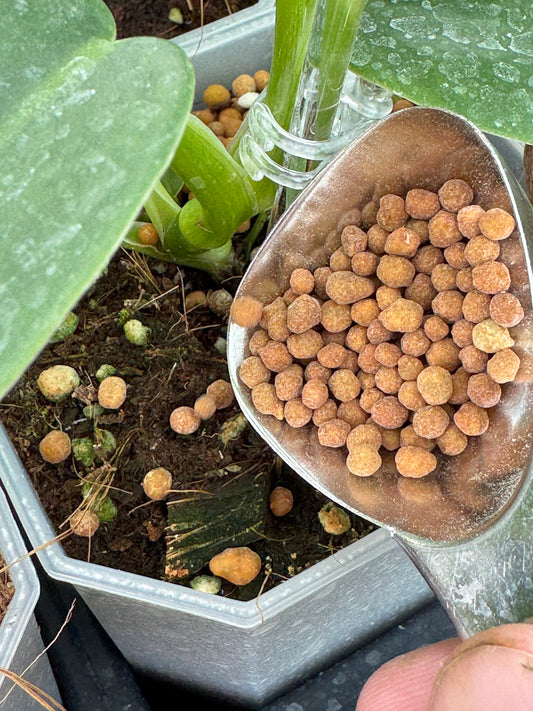 Multicote, 6 Month Release Fertilizer