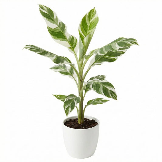Musa Ae Ae Albo Variegated - exotic tropical Aroid plant