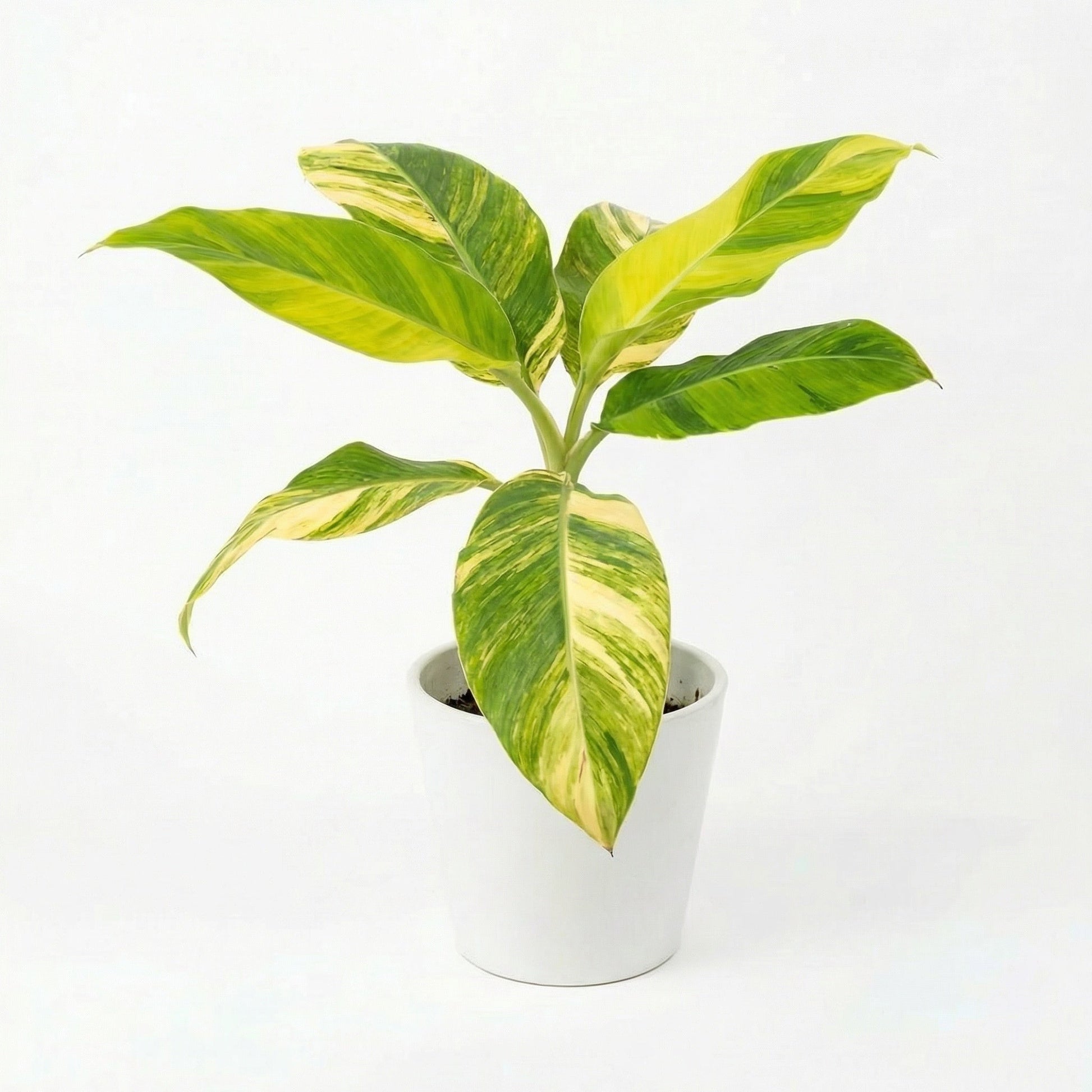 Variegated Musa Aurea plant - exotic tropical Aroid plant