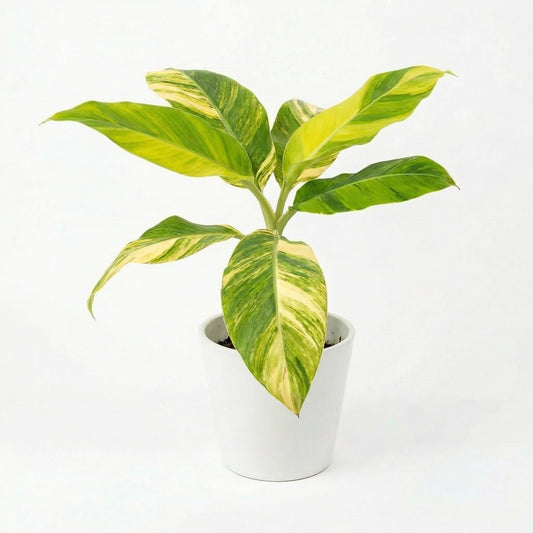 Variegated Musa Aurea plant - exotic tropical Aroid plant