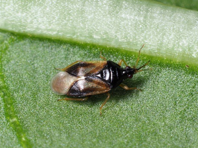 Orius predatory bug nymphs