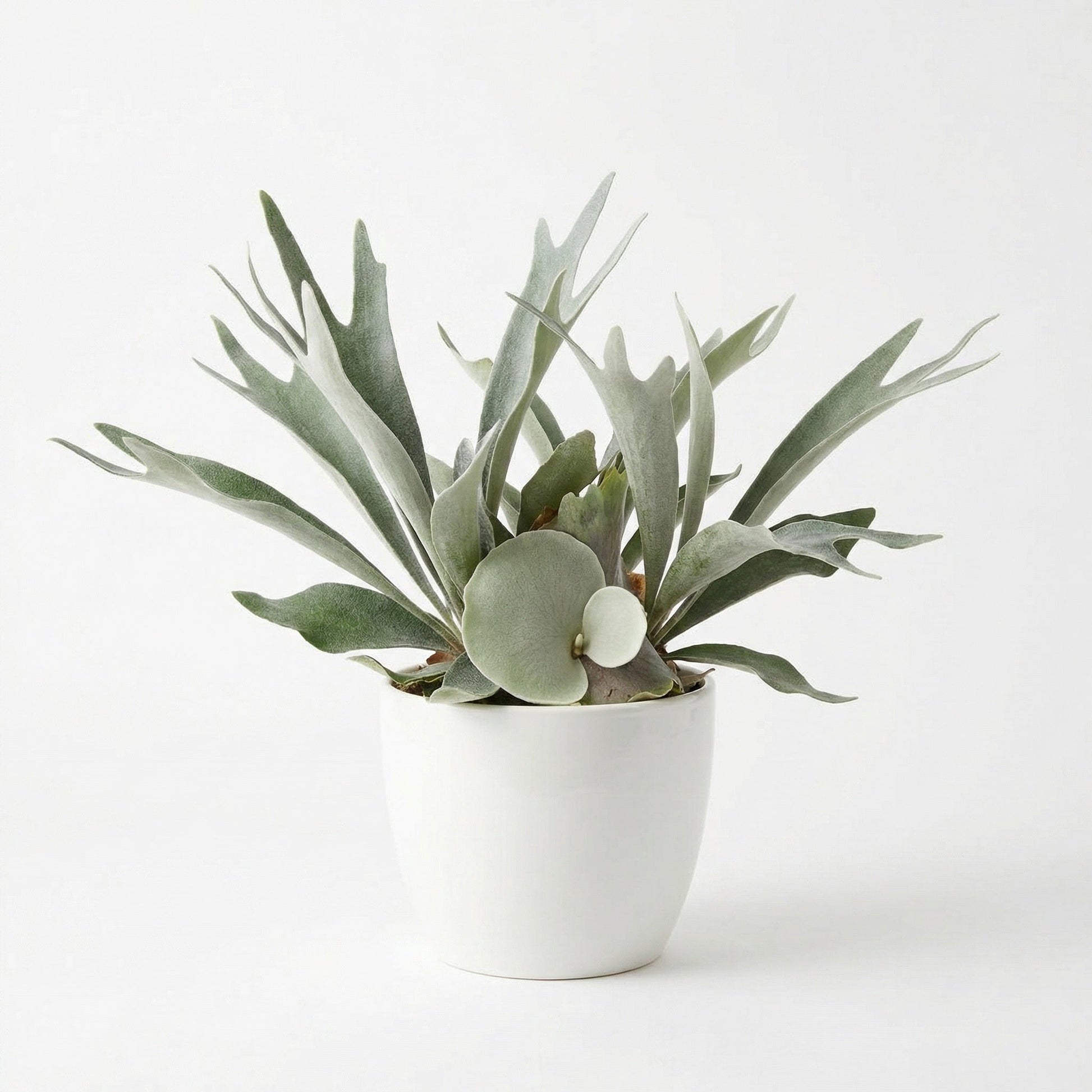 Platycerium willinckii Bacteria  sporeling - exotic tropical Aroid plant