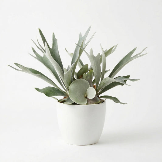 Platycerium willinckii Bacteria  sporeling - exotic tropical Aroid plant