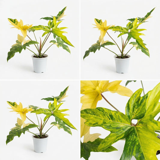 Philodendron Angela Aurea Variegata