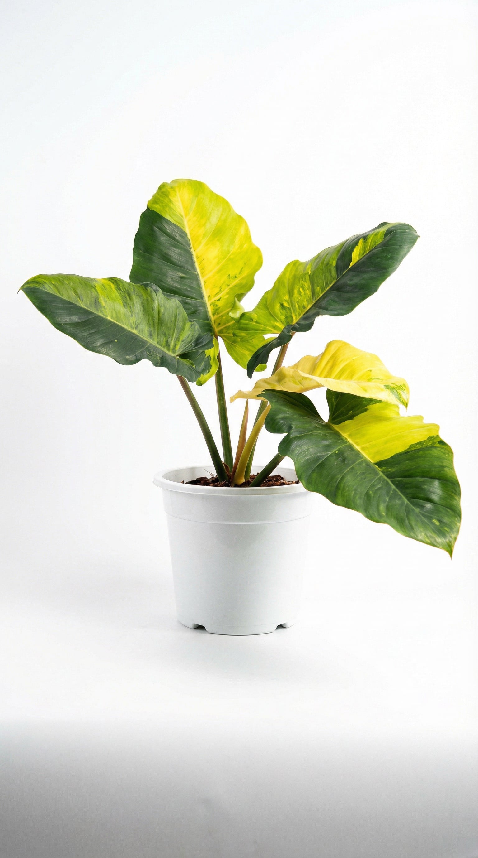 philodendron jungle fever variegata Philodendron Jungle Fever Variegata - Preorder