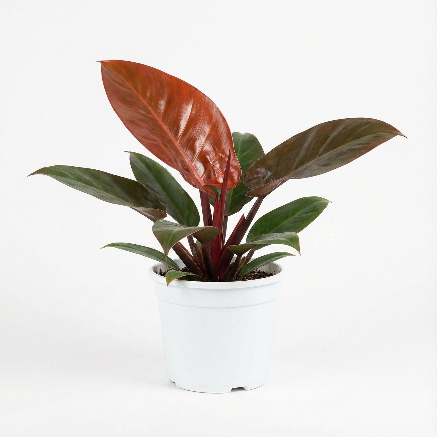 Philodendron McColley's Finale