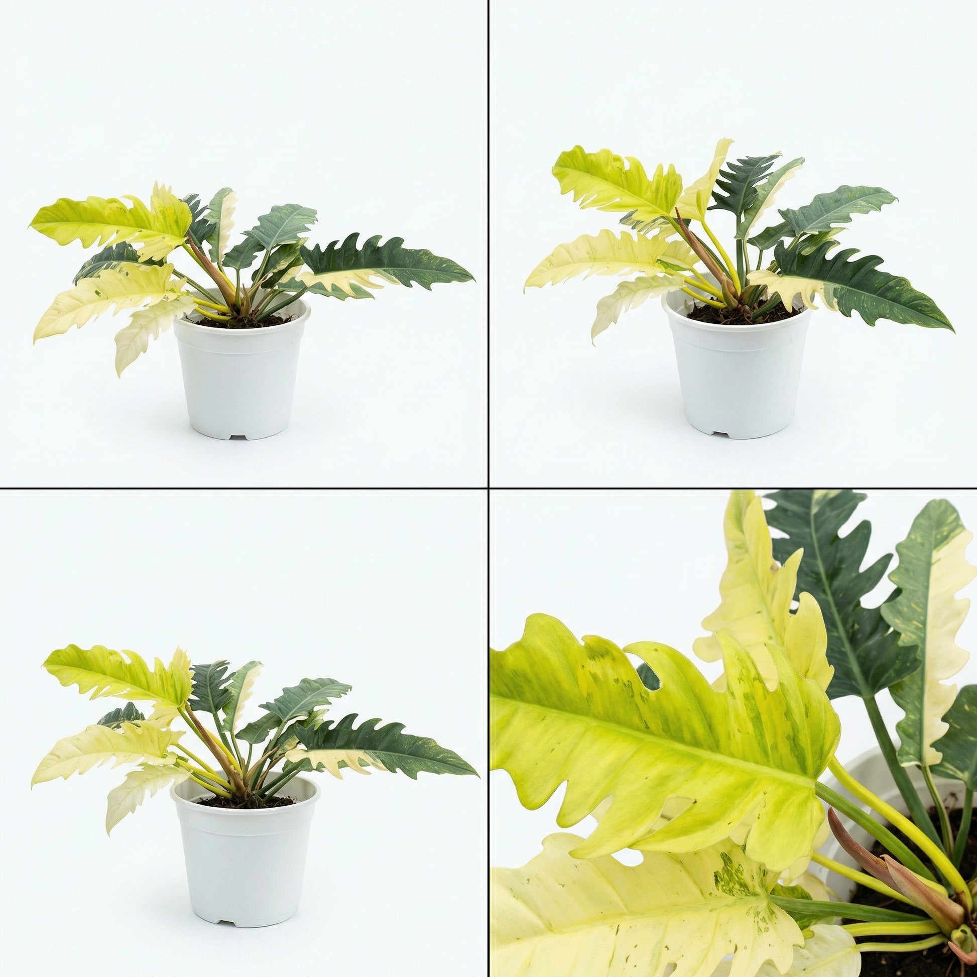 narrow philodendron Philodendron Narrow Aurea Variegata