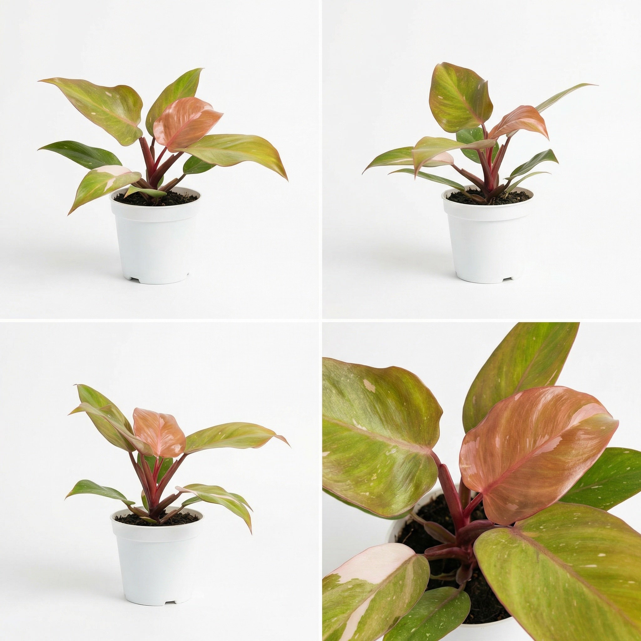 ☘ ̖́-PHILODENDRON hybrid `PERSIMON PRINCESS` ☘ ̖́- Philodendron Persimmon Princess - Preorder – Plantthatplant
